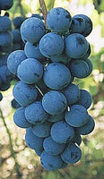 Steuben Grape