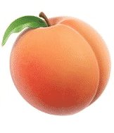 Scionwood of Apricot - Flavor Giant