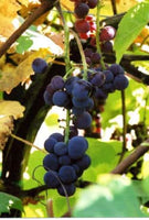 Swenson Red Grape