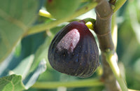 Texas Everbearing Fig