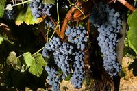 Thomcord Grape