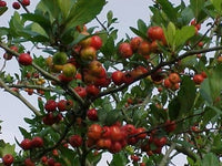 Texas Star Mayhaw