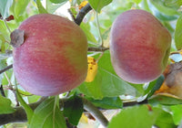 Turtleback Apple