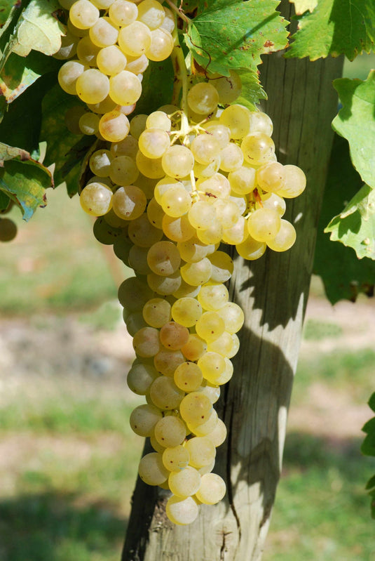 Trebbiano Grape