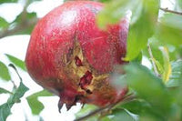 Cutting Wood Pomegranate - Vina Pomegranate