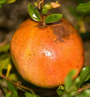 Utah Sweet Pomegranate