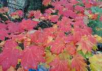 Vine Maple (A.circinatum)