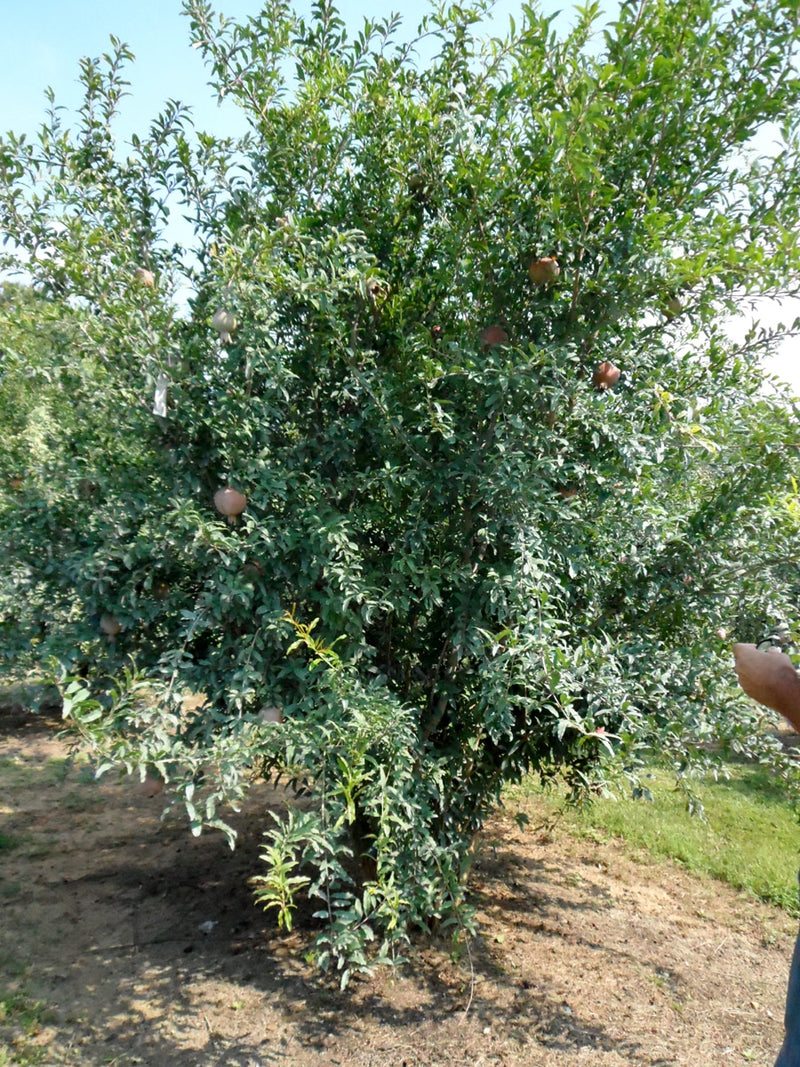Load image into Gallery viewer, Cutting Wood of Pomegranate - Kazaki
