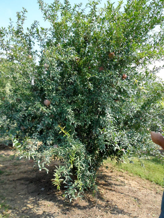 Kazaki Pomegranate
