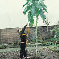 Walking Stick Kale