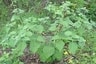 Columbian Giant Cape Gooseberry