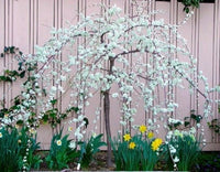 Weeping Santa Rosa Plum