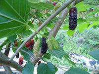 Wellington Mulberry