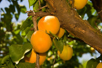 Wenatchee Moorpark Apricot