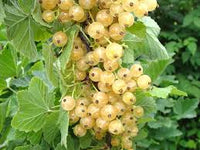 Zitavia White Currant