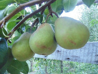 White Doyenne Pear