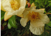 White Flower Pomegranate