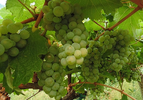 Riesling White Grape