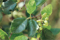 White Alder (Alnus rhombifolia)