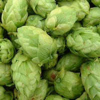 Willamette (Common Hops)