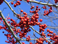 Winter King Hawthorn (Crataegus viridis)