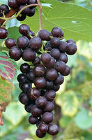 New York Muscat Grape