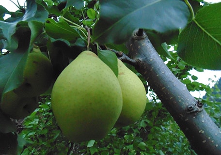 Ya Li Asian Pear