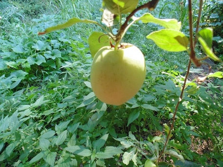 Yellow Bellflower Apple