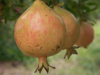 Cutting Wood Pomegranate - Alk Pust Ghermez Saveh