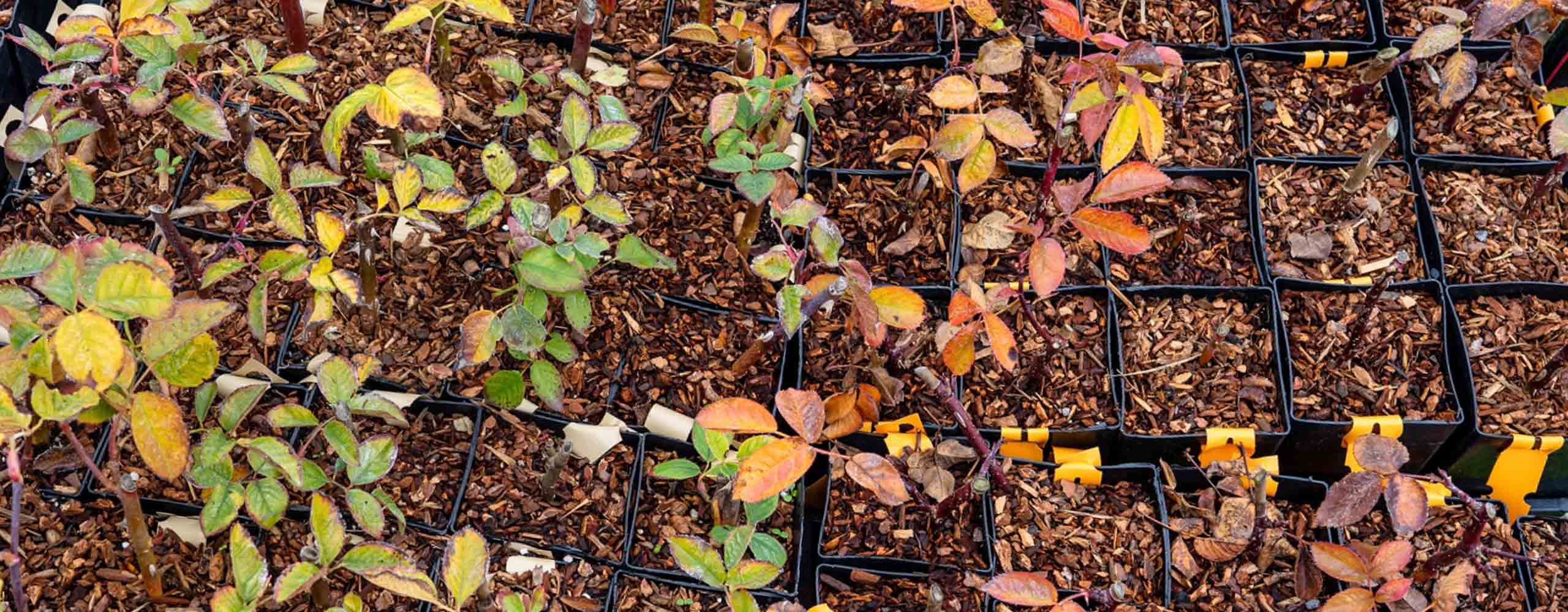 Barberry (Berberis spp.)